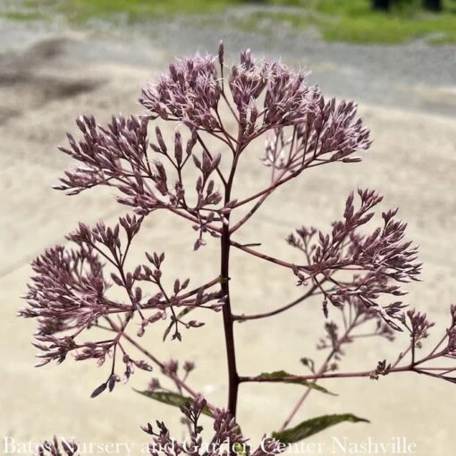 #2 Eupatorium Mac Gateway/ Joe Pye Weed Native (TN)