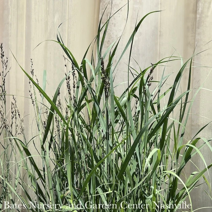 #2 Grass Panicum Virg Heavy Metal/ Switch Native (TN) 3 #2 Grass Panicum Virg Heavy Metal/ Switch Native (TN)