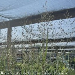 #2 Grass Panicum Virg Prairie Dog/ Switch Native (TN) -Garden Plant Store 2 grass panicum virg prairie dog switch native tn 2