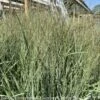 #2 Grass Panicum Virg Prairie Winds Apache Rose/ Switch Native (TN) 1 #2 Grass Panicum Virg Prairie Winds Apache Rose/ Switch Native (TN) -Garden Plant Store 2 grass panicum virg prairie winds apache rose swi