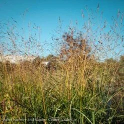 #2 Grass Panicum Virg Shenandoah/ Switch Native (TN) -Garden Plant Store 2 grass panicum virg shenandoah switch native tn 3