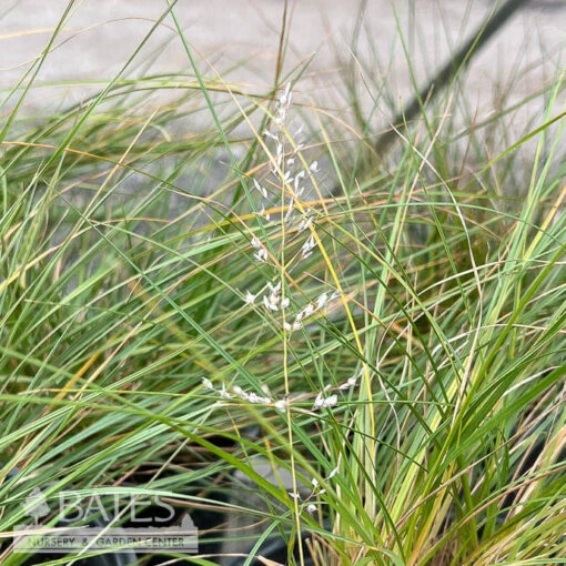 #2 Grass Sporobolus Heterolepis/ Prairie Dropseed Native (TN) - Image 2