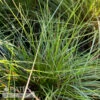 #2 Grass Sporobolus Heterolepis/ Prairie Dropseed Native (TN) -Garden Plant Store 2 grass sporobolus heterolepis prairie dropseed na