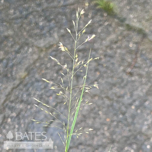 #2 Grass Sporobolus Heterolepis/ Prairie Dropseed Native (TN) - Image 3