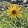 #2 Helianthus Maximiliani/ Maximilian Sunflower Native (TN) -Garden Plant Store 2 helianthus maximiliani maximilian sunflower nati