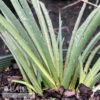 #2 Hesperaloe Parv Stoplights/ Red Yucca -Garden Plant Store 2 hesperaloe parv stoplights red yucca