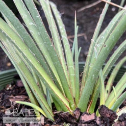 #2 Hesperaloe Parv Stoplights/ Red Yucca