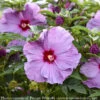 #2 Hibiscus X PW Summerific 'Lilac Crush'/ Hardy -Garden Plant Store 2 hibiscus x pw summerific lilac crush hardy