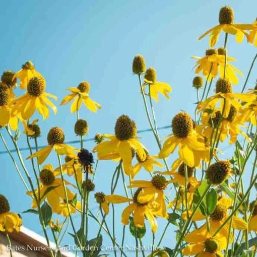 #2 Rudbeckia Lacin Autumn Sun/ Cutleaf Coneflower Native (TN)