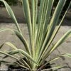 #2 Yucca Fil Bright Edge/ Variegated Native (TN) -Garden Plant Store 2 yucca fil bright edge variegated native tn