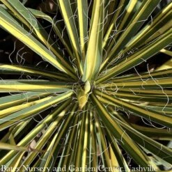 #2 Yucca Fil Color Guard/ Variegated Yellow Native (TN) -Garden Plant Store 2 yucca fil color guard variegated yellow native t 2