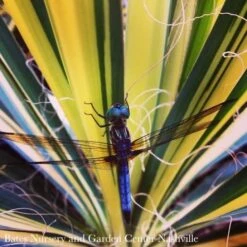 #2 Yucca Fil Color Guard/ Variegated Yellow Native (TN)