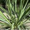 #2 Yucca Fil Ivory Towers Native (TN) -Garden Plant Store 2 yucca fil ivory towers native tn