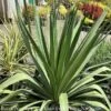 #2 Yucca Recurvifolia Pendula/ Soft Leaf Native (R) -Garden Plant Store 2 yucca recurvifolia pendula soft leaf native r