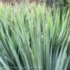#2 Yucca Rostrata Sapphire Skies/ Beaked Blue -Garden Plant Store 2 yucca rostrata sapphire skies beaked blue