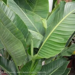 21p! Strelitzia / White Bird Of Paradise /Tropical