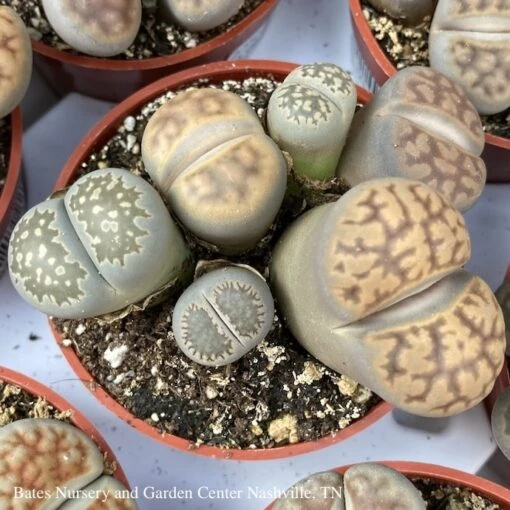2.5p! Lithops /Living Stone Succulent /Tropical - Image 2