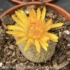 2.5p! Lithops /Living Stone Succulent /Tropical 1 2.5p! Lithops /Living Stone Succulent /Tropical -Garden Plant Store 25p lithops living stone succulent tropical