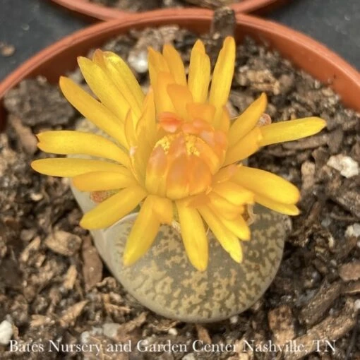 2.5p! Lithops /Living Stone Succulent /Tropical