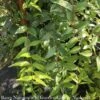 #3 Gelsemium Sempervirens/ Carolina Jessamine, Jasmine Native (TN) -Garden Plant Store 3 gelsemium sempervirens carolina jessamine jasmin