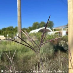 #3 Grass Andropogon Ger Holy Smoke/ Big Bluestem Native (TN) -Garden Plant Store 3 grass andropogon ger holy smoke big bluestem nat 1