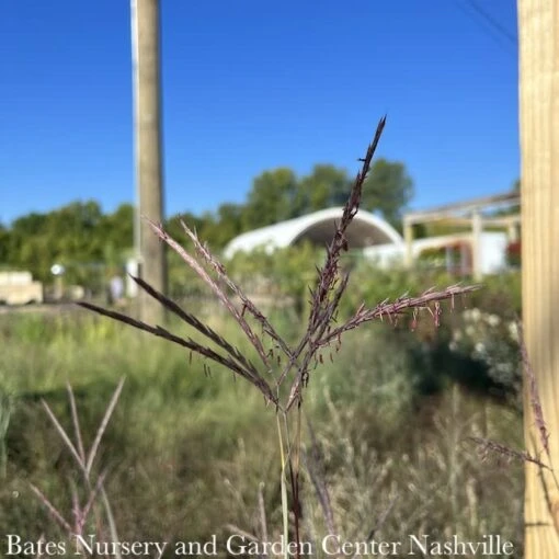 #3 Grass Andropogon Ger Holy Smoke/ Big Bluestem Native (TN) - Image 2