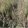 #3 Grass Andropogon Ger Holy Smoke/ Big Bluestem Native (TN) -Garden Plant Store 3 grass andropogon ger holy smoke big bluestem nat