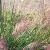 #3 Grass Muhlenbergia Capillaris/ Pink Muhly Native (TN)