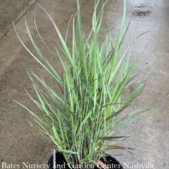 #3 Grass Panicum Virg PW Cheyenne Sky/ Switch Native (TN) -Garden Plant Store 3 grass panicum virg pw cheyenne sky switch native 2