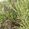 #3 Grass Panicum Virg Ruby Ribbons/ Switch Native (TN) -Garden Plant Store 3 grass panicum virg ruby ribbons switch native tn