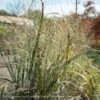 #3 Grass Panicum Virg Thundercloud/ Switch Native (TN) -Garden Plant Store 3 grass panicum virg thundercloud switch native tn