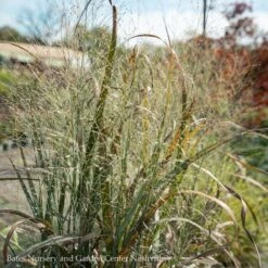 #3 Grass Panicum Virg Thundercloud/ Switch Native (TN)