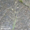 #3 Grass Sporobolus Heterolepis/ Prairie Dropseed Native (TN) -Garden Plant Store 3 grass sporobolus heterolepis prairie dropseed na