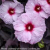 #3 Hibiscus Mosc Dark Mystery/ White With Red Eye, Dark Leaves Hardy Native (TN) -Garden Plant Store 3 hibiscus mosc dark mystery white with red eye da
