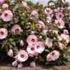 #3 Hibiscus Mosc Head Over Heels 'Blush'/Compact Pale Pink W/ Burgundy Eye Hardy Native (TN) -Garden Plant Store 3 hibiscus mosc head over heels blush compact pale