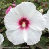 #3 Hibiscus Mosc Head Over Heels 'Dream'/ White With Red Eye Compact Hardy Native (TN) -Garden Plant Store 3 hibiscus mosc head over heels dream white with r