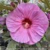 #3 Hibiscus X PW Summerific 'Berry Awesome'/ Hardy -Garden Plant Store 3 hibiscus x pw summerific berry awesome hardy