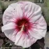 #3 Hibiscus X PW Summerific 'Perfect Storm'/ Compact White With Pink Hardy -Garden Plant Store 3 hibiscus x pw summerific perfect storm compact w