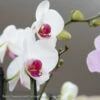 3.5p! Orchid Phalaenopsis Multi /Tropical -Garden Plant Store 35p orchid phalaenopsis multi tropical