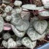 3p! Ceropegia Woodii /String Of Hearts Succulent /Tropical -Garden Plant Store 3p ceropegia woodii string of hearts succulent tro