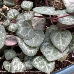 3p! Ceropegia Woodii /String Of Hearts Succulent /Tropical