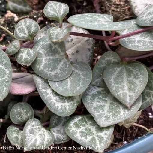 3p! Ceropegia Woodii /String Of Hearts Succulent /Tropical