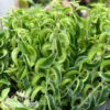 4p! Aeschynanthus Curly Rasta /Lipstick Plant /Tropical -Garden Plant Store 4p aeschynanthus curly rasta lipstick plant tropic