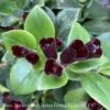 4p! Aeschynanthus Mona Lisa /Lipstick Plant /Tropical -Garden Plant Store 4p aeschynanthus mona lisa lipstick plant tropical
