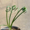 4p! Albuca Spiralis /Frizzle Sizzle /Tropical -Garden Plant Store 4p albuca spiralis frizzle sizzle tropical