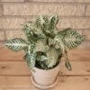 4p! Aphelandra Squarrosa / Zebra Plant /Tropical -Garden Plant Store 4p aphelandra squarrosa zebra plant tropical