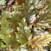 4p! Begonia Serratipetala /Pink Polka Dot/Tropical -Garden Plant Store 4p begonia serratipetala pink polka dot tropical