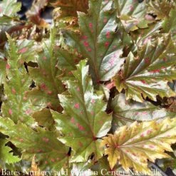 4p! Begonia Serratipetala /Pink Polka Dot/Tropical