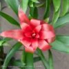 4p! Bromeliad Assortment /Tropical -Garden Plant Store 4p bromeliad assortment tropical