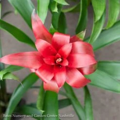 4p! Bromeliad Assortment /Tropical